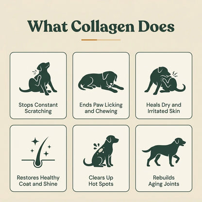 TanoVita™ Liquid Collagen